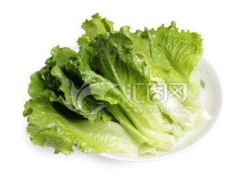 生菜