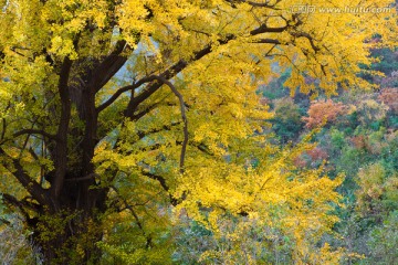 银杏树