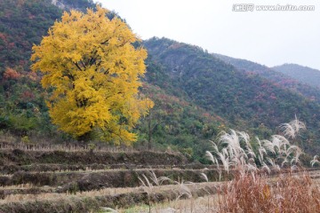 银杏树