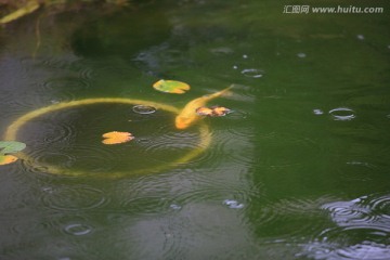 雨中的小鲤鱼