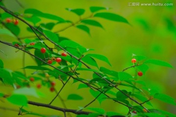 红野果