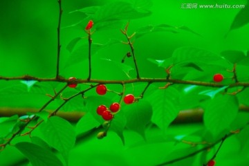 野果