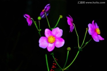 花卉