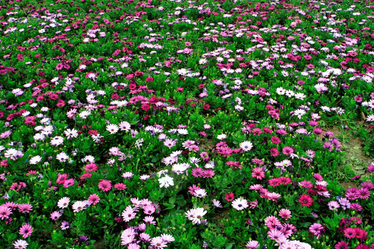 蓝目菊