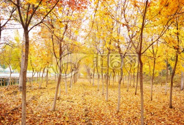 秋景 小树林
