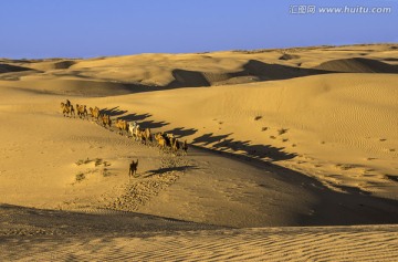 沙漠驼影