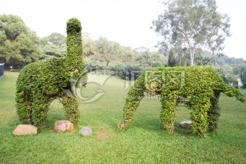大象造型植物