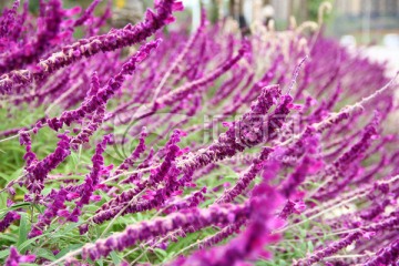 紫色的花