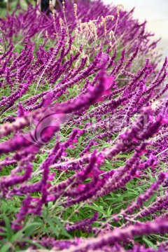 紫色的花