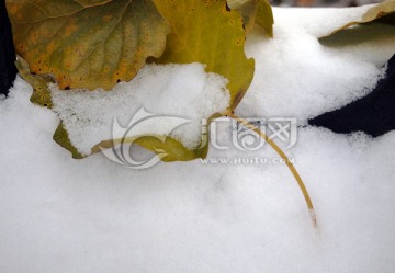 落叶 白雪