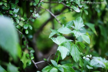 绿色植物