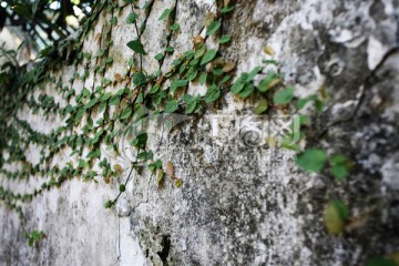墙面 植物 砖墙 砖缝 灰砖