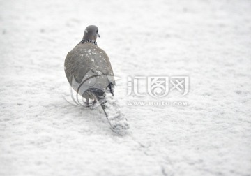 雪地里的斑鸠