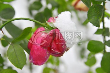 雪压玫瑰花 雪压枝头