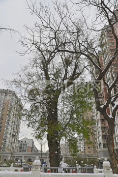 雪中800年酸枣树