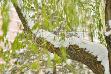 雪压枝头