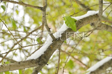 雪压枝头