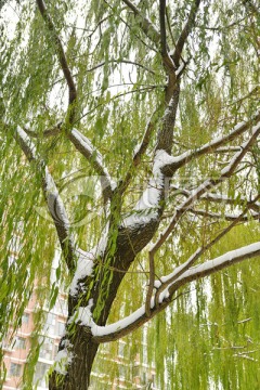 雪压柳枝头