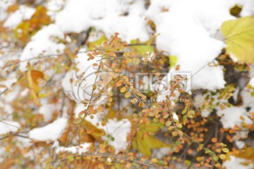 雪中紫叶小檗