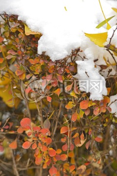 雪中紫叶小檗