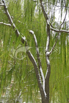 雪压柳枝头