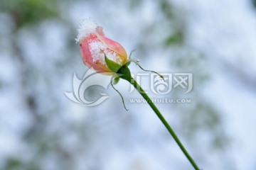 雪中玫瑰花苞