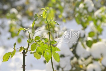 雪中月季花枝叶