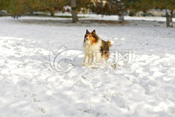 雪地奔跑的喜乐蒂牧羊犬