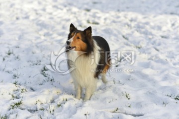 喜乐蒂牧羊犬 雪地
