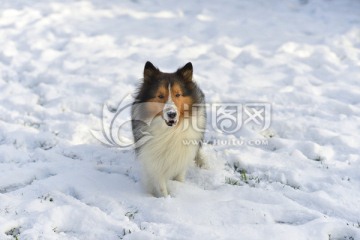 喜乐蒂牧羊犬 雪地