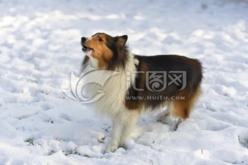 喜乐蒂牧羊犬 雪地