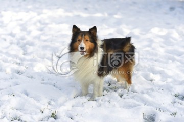 喜乐蒂牧羊犬 雪地