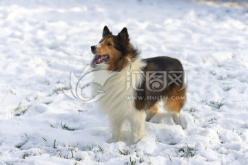 喜乐蒂牧羊犬