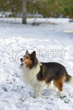 雪 牧羊犬