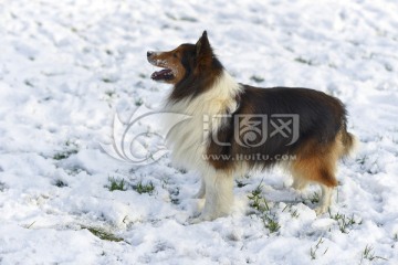 喜乐蒂牧羊犬 雪