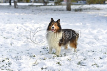喜乐蒂牧羊犬 雪
