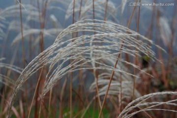 野草