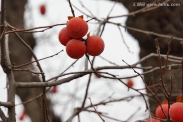 红柿子