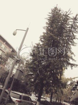 成都四川大学内景 路灯和树木