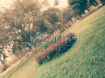 成都四川大学内景 绿化 花丛