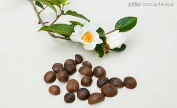 油茶籽 油茶花