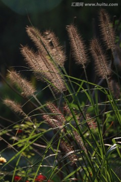 狗尾巴草