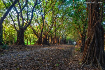 林中小路