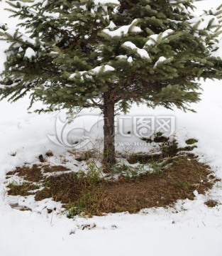 雪后松树