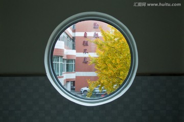 窗外银杏树