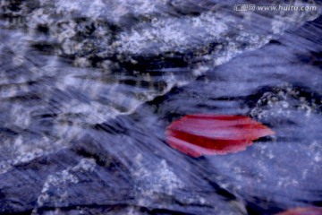 水中红叶