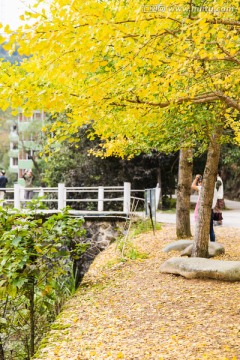 韶关帽子峰林场