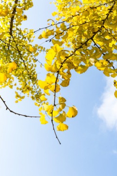 金黄的秋叶