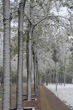 雪景