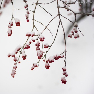 冰雪覆盖中的金银忍冬果实 方片